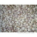 High Quality New Crop Normal White Garlic